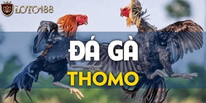 Điều gì ở đá gà Thomo đã thu hút nhiều bet thủ tham gia?